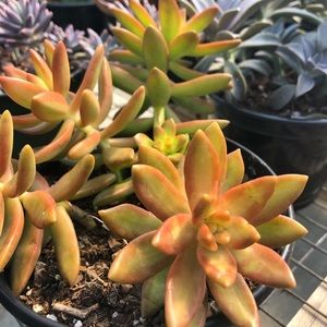 Meet your Posher, Ema